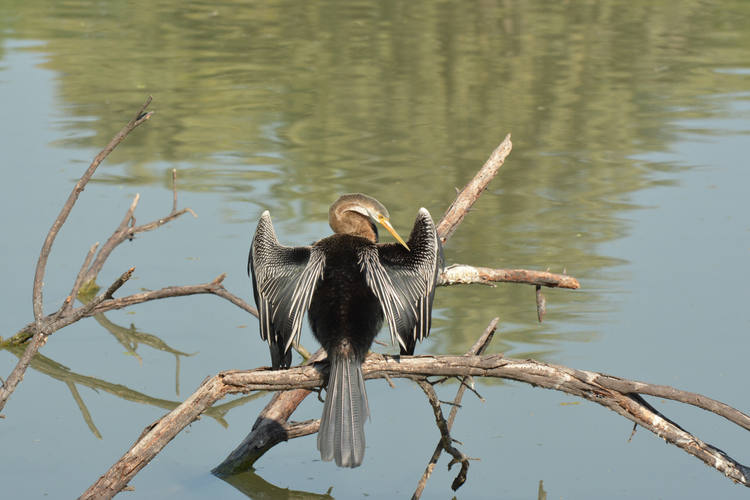 Keoladeo National Park Indien
