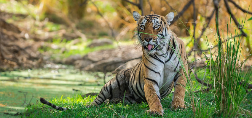 Indien Ranthambore National Park
