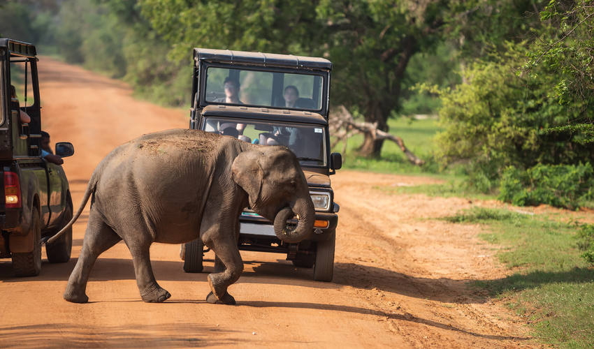 Yala National Park in Sri-Lanka