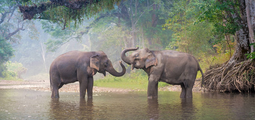 Elefanten in Thailand