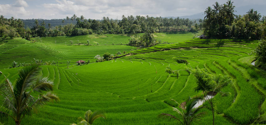 Reisfelder in bali