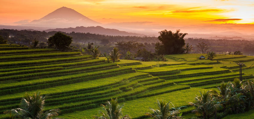BaliReisfeldern