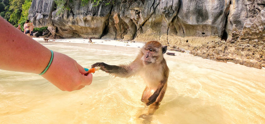 Monkey Beach-Ko Phi Phi