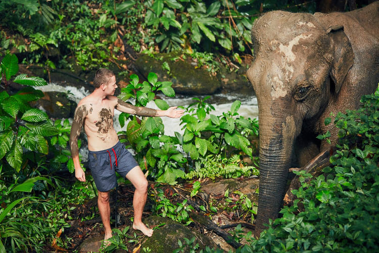 Chiang Mai Elefanten