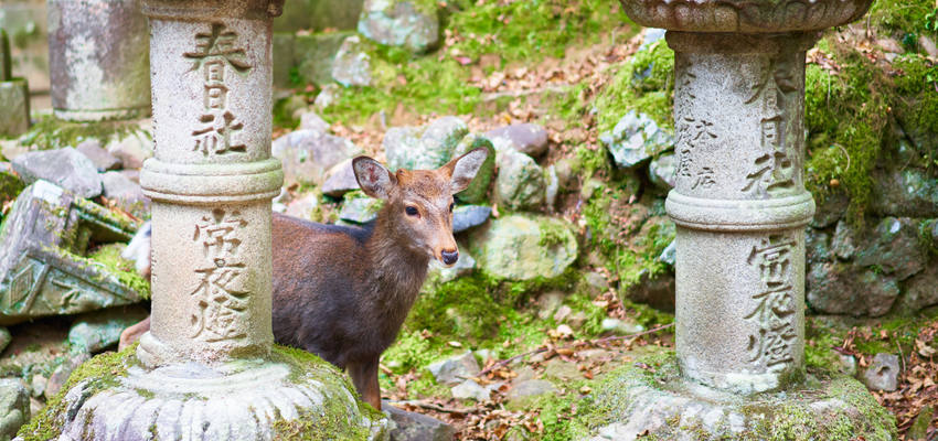 Hirsche