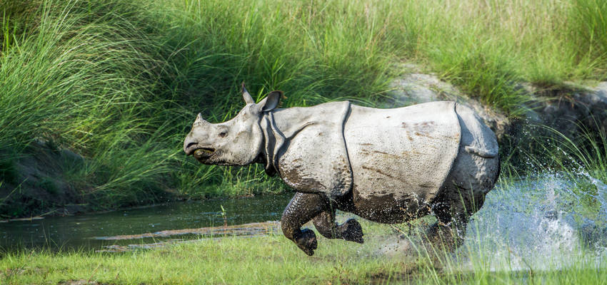 Dschungel-Safari im Chitwan-Nationalpark