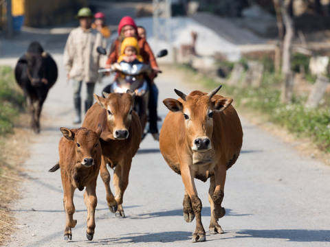 Planen: Vietnam Reiseroute 3 Wochen