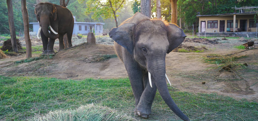 Dschungel-Safari im Chitwan-Nationalpark