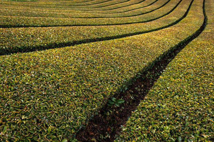 Teeplantagen in Uj